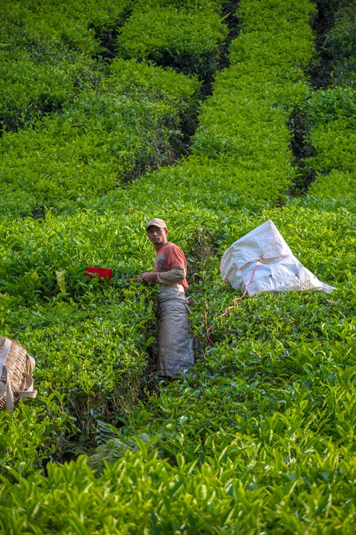free photo of pemetik teh di lush green plantations cameron highlands