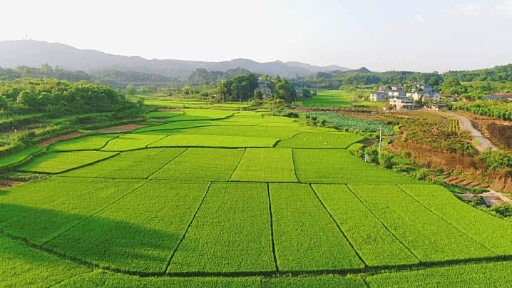 pngtree aerial photography of green rice seedlings in beautiful rural agricultural rice image 786584