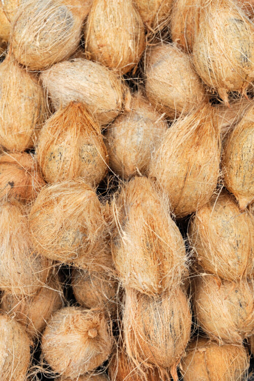 semi husked coconut