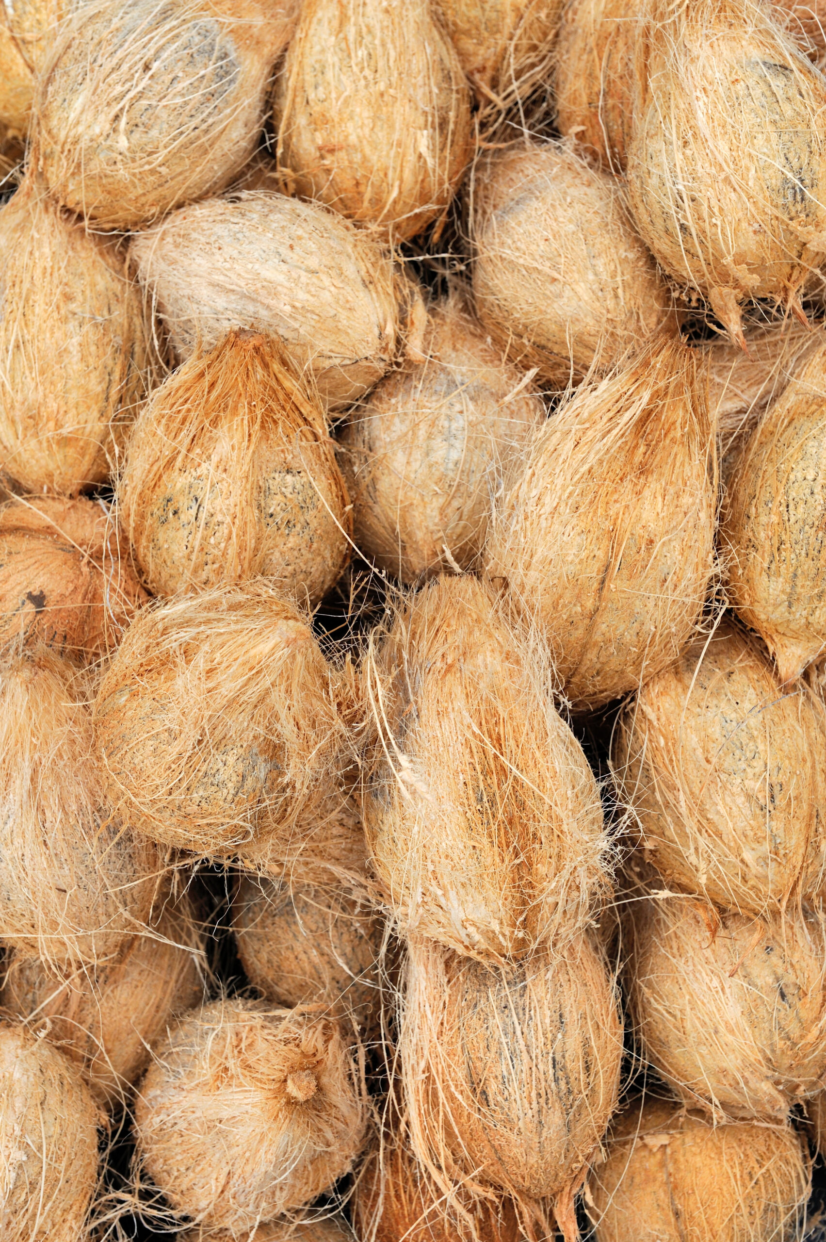 semi husked coconut semi husked coconut
